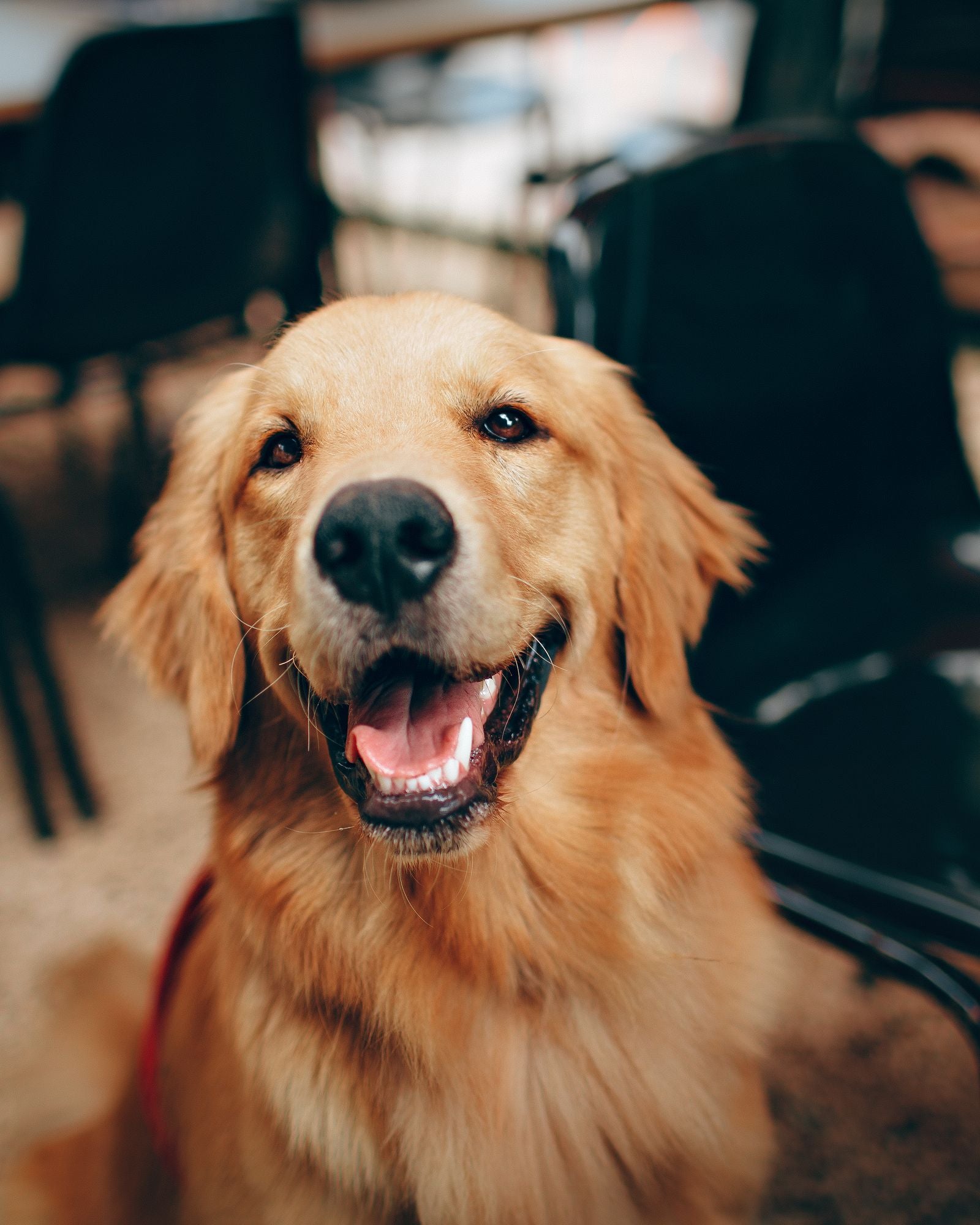 Hearth & Hide story - golden retriever in cozy home
